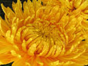 Жёлтая хризантема Солнечный Эльф. 
Размер: 700x750. 
Размер файла: 614.56 КБ
