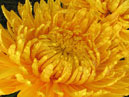 Yellow chrysanthemum Solnechniy Elf (translated from Russian - Sunny Elf). 
Size: 700x750. 
File size: 614,56 KB