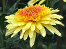 Yellow chrysanthemum Eleanor Bronze. 
Size: 700x808. 
File size: 553,11 KB