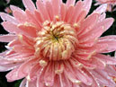 Цветок хризантемы Предрассветный Аю-Даг крупным планом. 
Размер: 700x537. 
Размер файла: 426.17 КБ