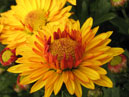 Расцветающие бордюрные хризантемы Золотой Улей. 
Размер: 700x933. 
Размер файла: 521.45 КБ