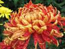 Garden chrysanthemum Jacob Lane. 
Size: 700x678. 
File size: 500,05 KB