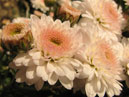 Opening chrysanthemums of Nikitsky Garden. 
Size: 700x554. 
File size: 301,04 KB