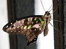 Бабочка с зелеными пятнышками (Graphium Agamemnon). 
Размер: 700x545. 
Размер файла: 292.65 КБ