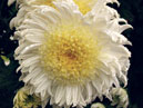 Bunch of chrysanthemums Andree Rose. 
Size: 700x903. 
File size: 629,16 KB