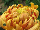 Flower of chrysanthemums Dark Flame Soft Gold (translation from Japanese). 
Size: 700x527. 
File size: 420,37 KB