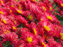 Chrysanthemums Yuriy Bogatikov. 
Size: 700x541. 
File size: 499,77 KB