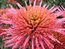 Opened flower of chrysanthemum Annecy Red. 
Size: 700x906. 
File size: 773,56 KB