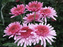 Chrysanthemum-plant Eleanor Pink. 
Size: 700x664. 
File size: 498,93 KB