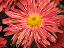 Early chrysanthemums in Nikitsky Garden. 
Size: 700x933. 
File size: 597,65 KB