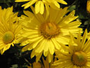 Цветы хризантемы Золотой Подсолнух. 
Размер: 700x933. 
Размер файла: 536.72 КБ