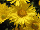 Flowers of chrysanthemum Zolotoy Podsolnuh (translation from Russian: Golden Sunflower) 
Size: 700x933. 
File size: 536,72 KB