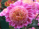 Small flower of chrysanthemum Terpsichore. 
Size: 700x640. 
File size: 451,34 KB