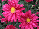 Crimson chrysanthemums Fiolent. 
Size: 700x651. 
File size: 502,18 KB