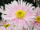 Light-pink chrysanthemum Yunost