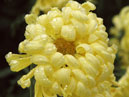 Жёлтая хризантема Никитская Сказка. 
Размер: 700x665. 
Размер файла: 472.39 КБ