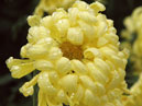 Yellow chrysanthemum Nikitskaya Skazka. 
Size: 700x665. 
File size: 472,39 KB