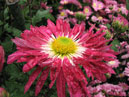 Red-white chrysanthemum Etna. 
Size: 700x525. 
File size: 443,97 KB