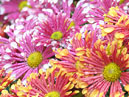 Flowering chrysanthemums Biarritz. 
Size: 700x933. 
File size: 847,13 KB