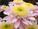 Pink chrysanthemum Ipswich with greenish center. 
Size: 700x590. 
File size: 417,11 KB