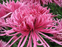 Chrysanthemum Heros Jean Guizonnier. 
Size: 700x525. 
File size: 423,94 KB