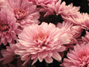 Chrysanthemum Vesyolie Rebyata (translation from Russian - Merry Guys) finishing blossoming. 
Size: 700x525. 
File size: 361,40 KB