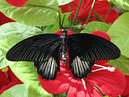 Тропическая бабочка Papilio Rumanzovia (самка). Черное на красном. 
Размер: 700x583. 
Размер файла: 438.69 КБ