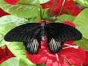   Papilio Rumanzovia ().   . 
: 700x583. 
 : 438.69 