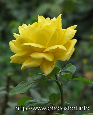 Жёлтая роза Октябрина