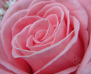 Съемка цветка розы не под прямым углом