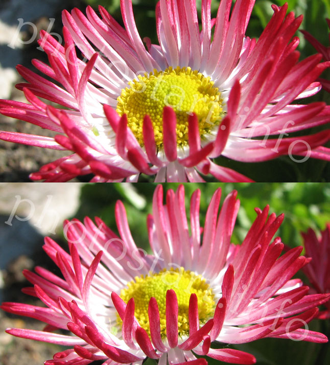 Фокус на разных частях цветка